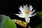 Lotus Or Water Lily Black Background From Thailand Stock Photo