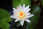 Lotus Or Water Lily From Thailand Stock Photo