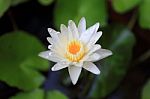 Lotus Or Water Lily From Thailand Stock Photo
