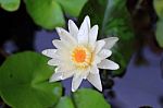 Lotus Or Water Lily From Thailand Stock Photo
