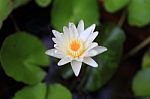 Lotus Or Water Lily From Thailand Stock Photo