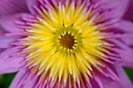  Lotus Pollen Stock Photo