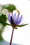 Lotus Purple Blur, Bokeh, Light, Morning Stock Photo