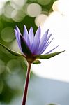 Lotus Purple Blur, Bokeh, Light, Morning Stock Photo