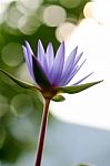 
Lotus Purple Blur, Bokeh, Light, Morning Stock Photo