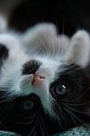 Lovely Little Black And White Kitty Stock Photo