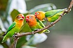 Lovely Sun Conure Parrot Birds On The Perch. Pair Of Colorful Sun Conure Parrot Birds Interacting Stock Photo