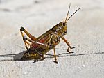 Lubber Grasshopper Stock Photo