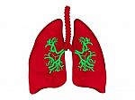 Lungs - Pulmonary System Stock Photo
