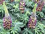 Lupines Flowers In The Garden Stock Photo