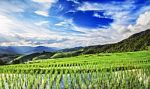 Lush Green Rice Field Stock Photo