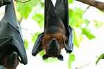 Lyie's Flyingfox Stock Photo
