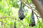 Lyie's Flyingfox Stock Photo