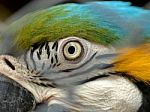 Macaw Parrot Stock Photo