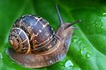 Macro Snail Stock Photo