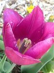 Magenta Tulip Stock Photo