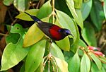 Male Black-throated Sunbird Stock Photo