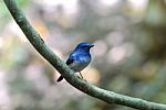 Male Hainan Blue Flycatcher Stock Photo