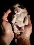 Male Hand Holding Puppy Stock Photo