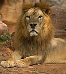 Male Lion Stock Photo