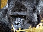 Male Lowland Gorilla Stock Photo