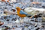 Male Orange Headed Thrush Stock Photo