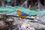 Male Orange Headed Thrush Stock Photo