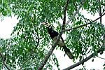 Male Oriental Pied Hornbill Stock Photo