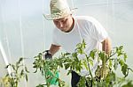 Man Care About Tomatos Plants In Greenhouse Stock Photo