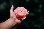 Man Holding Pink Rose In Hand Stock Photo
