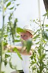 Man In Greenhouse Care About Tomato Plant Stock Photo