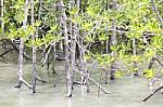 Mangrove Tree In Water Stock Photo