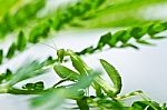 Mantis In Green Nature Stock Photo