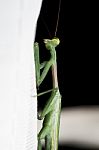 Mantis On White Curtains Stock Photo