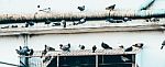 Many Dove On The Roof Stock Photo