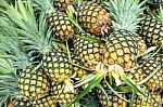 Many Fresh Pineapple Background Stock Photo
