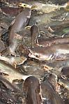 Many Pangasiidae Fish In Pond Stock Photo