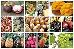 Many Type Of Tropical Fruits Stock Photo