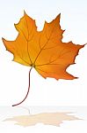 Maple Leaf Stock Photo