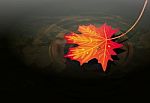Maple Leaf On Water Stock Photo
