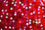 Maple Leaves Background Bokeh Stock Photo