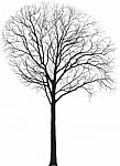 Maple, Tall Tree, Latin Acer stock image