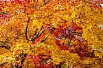 Maple Tree In Autumn In Korea Stock Photo