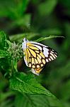 Mating Butterflies Stock Photo