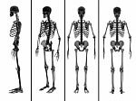 Medical  Illustration Of The Skeleton Stock Photo