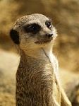 Meerkat Stock Photo
