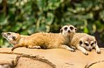Meerkat Resting On Ground Stock Photo