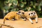 Meerkat Resting On Ground Stock Photo