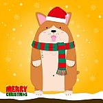 Merry Christmas Cute Big Fat Welsh Corgi Dog Stock Photo