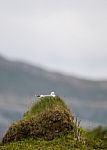 Mew Gull On Its Nest By The Sea Stock Photo